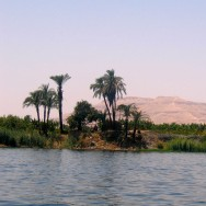 A small cluster of palm trees on a riverbank with calm water in the foreground and desert hills in the background under a clear sky.