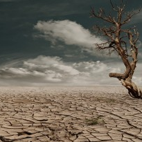 A barren, cracked desert landscape with a single leafless tree under a cloudy sky.
